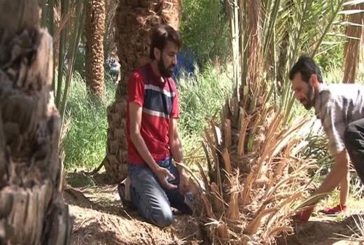 قربانی کردن نخل در خور و بیابانک