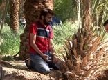 قربانی کردن نخل در خور و بیابانک