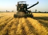 آغاز برداشت جو در آبیک