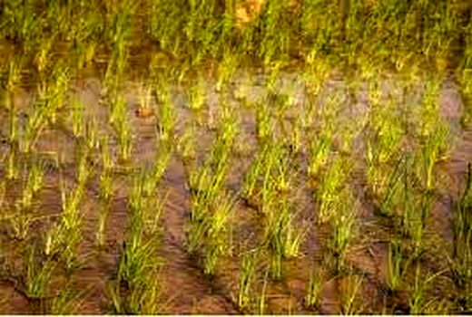  کشت برنج در ۴۰۰ هکتار شالیزار خراسان شمالی انجام می‌شود