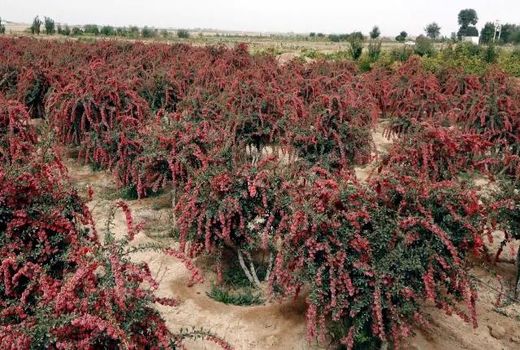 افزایش 20 درصدی برداشت زرشک از باغات استان اصفهان  