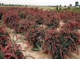 افزایش 20 درصدی برداشت زرشک از باغات استان اصفهان  
