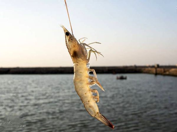 بازماندگی میگوهای بیمار بیش از ۵۰ درصد افزایش یافت