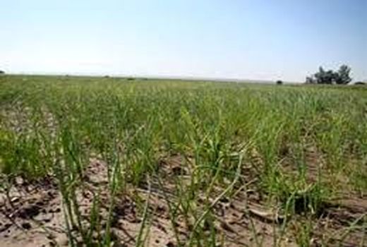 کشت پیاز در شهرستان کازرون آغاز شد