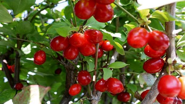 تولید ۱۷۵۰ تن محصول زغال اخته در باغات شهرستان قزوین