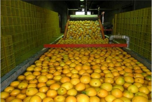 فعالیت 109 واحد سورتینگ و انبار فنی میوه و مرکبات در نکا