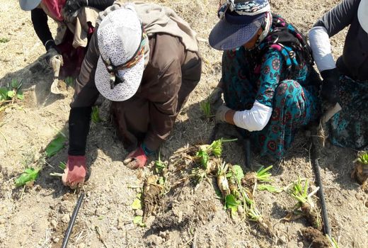 418 هکتار از مزارع کشاورزی شهرستان آبیک به کشت چغندرقند اختصاص یافت