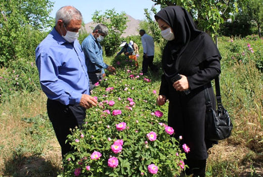 آغاز برداشت گل محمدی از 142هکتاراز گلستان های شهر ستان مرند 