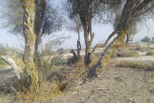 مبارزه با ملخ صحرایی از مرز 63 هزار هکتار گذشت