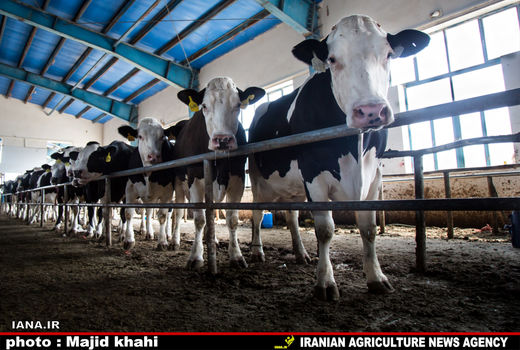 تولید ۱۳۷ هزار تن شیر در واحدهای دامی استان قزوین
