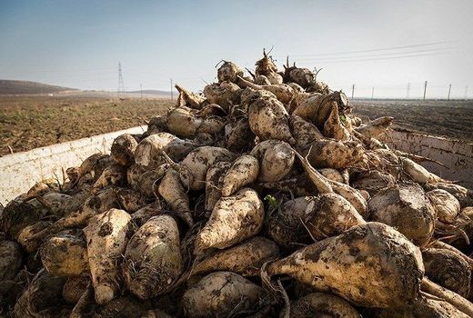 آغاز برداشت چغندر قند توسط کشاورزان قصرشیرین