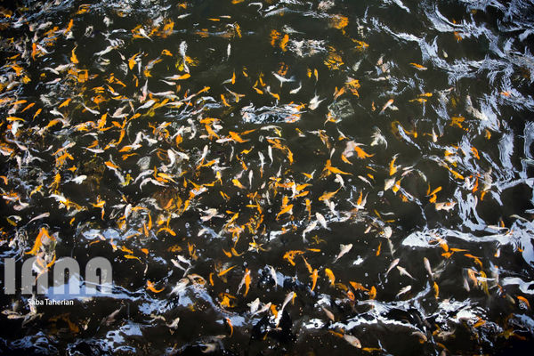 پیش‌بینی تولید ۵۰۰ میلیون قطعه تخم چشم زده ماهی قزل آلا