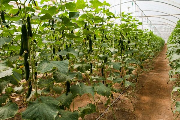 سالانه یک هزار و ۸۰۰ تُن محصول گلخانهای در سقز تولید میشود