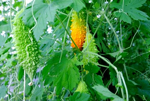  فعالیت ۲۰۷ واحد گلخانه ای در آذربایجان غربی
