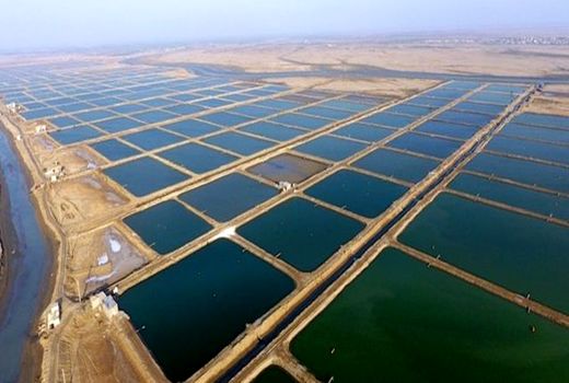 فراخوان جذب و انتخاب سرمایه گذار سایت پرورش میگوی شیف با اولیت ساکنین شهرستان‌ بوشهر