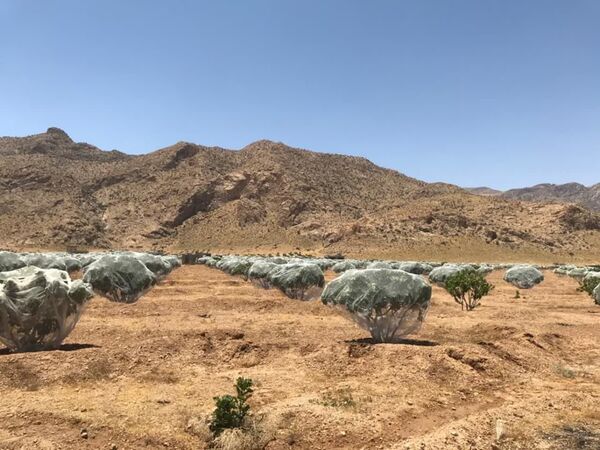 خسارت 1309 میلیارد تومانی به انجیرستان استهبان