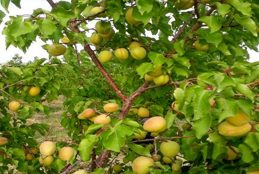 افزایش 20درصدی تولید زردآلو در استان تهران