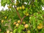 افزایش 20درصدی تولید زردآلو در استان تهران