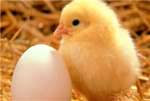 حذف محدودیت سقف استانی صدور مجوز جوجه ریزی با تأمین مناسب جوجه یکروزه گوشتی در کشور