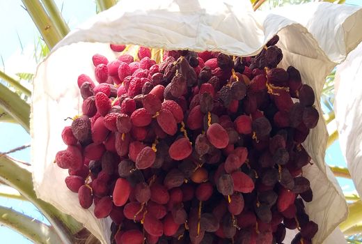 جهت مبارزه تلفیقی با آفت زنجره خرما، باغداران هرس زمستانه نخل خرما را انجام دهند