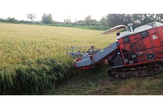 برداشت مکانیزه 45 هزار هکتاری برنج در بابل