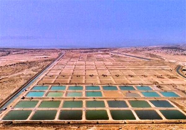 برداشت 7 هزار تن میگوی پرورشی از مزارع استان بوشهر