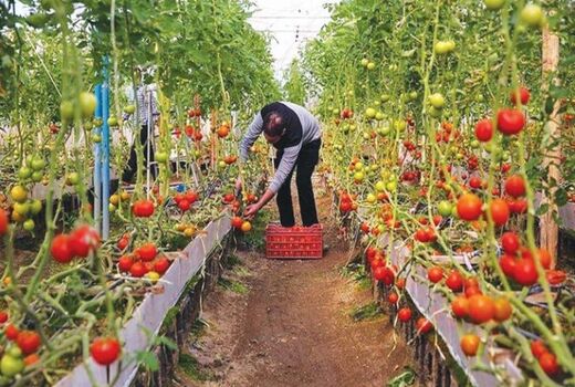 صدور مجوز احداث 60 واحد گلخانه کوچک مقیاس