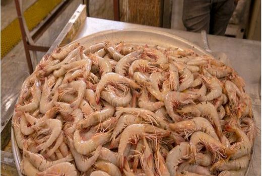 شرایط بهداشتی خرید میگو اعلام شد