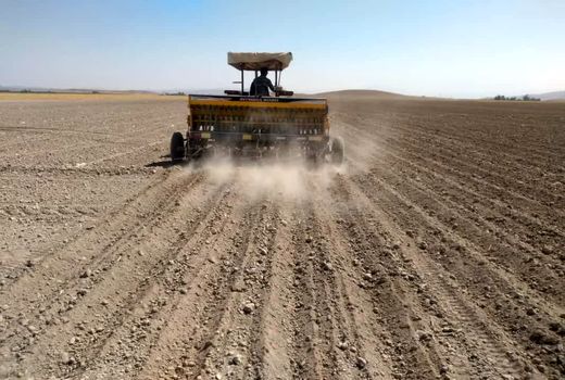 کشت دانه روغنی کلزا در فسا آغاز شد