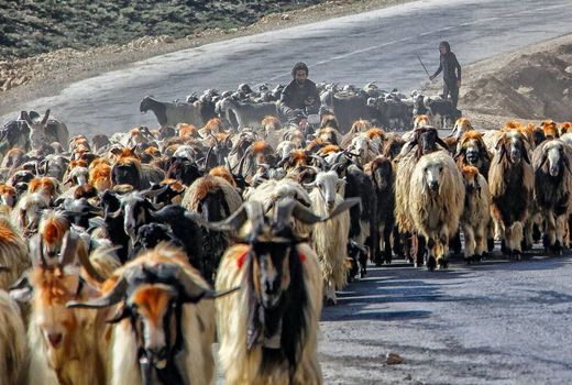 ضرورت عملیاتی شدن تولید قراردادی