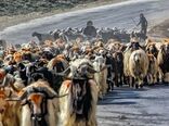 ضرورت عملیاتی شدن تولید قراردادی