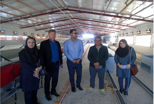 پیشرفت فیزیکی ۹۰ درصدی طرح مرغ مادر در اراضی واگذاری در شهرستان گناوه