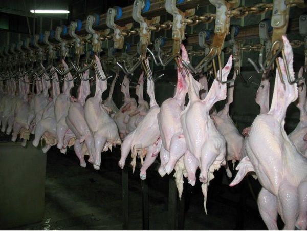 تولید 330 تن گوشت مرغ گرم آماده طبخ در گلوگاه