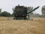 خرید تضمینی 31 هزار تن گندم از کشاورزان بهشهری