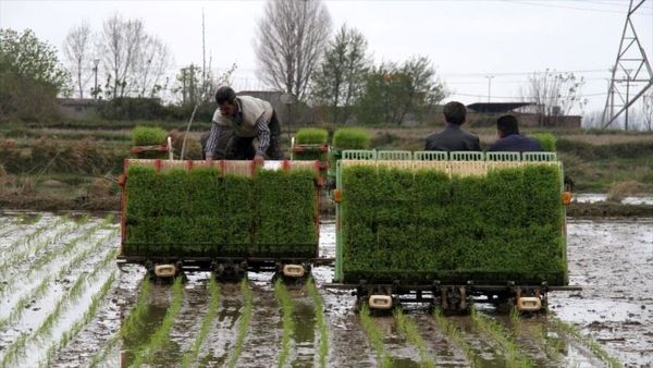 برنج جدید به شالیزارهای شمال کشور می‌آید