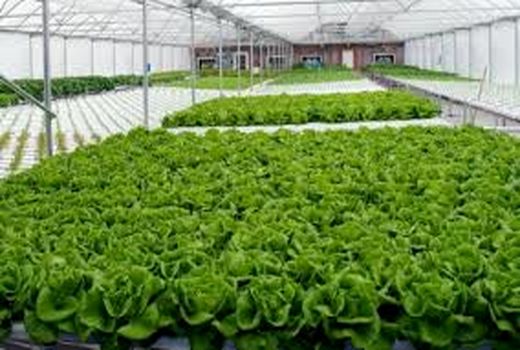 انتقال 5 هزار هکتار کشت سبزی و صیفی از فضای باز به گلخانه ها تا سال 1400