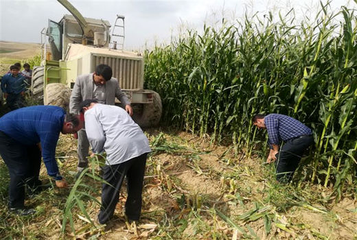 رکورد تولید ذرت علوفه‌ای به میزان 115 تن در هکتارتوسط کشاورز هشترودی