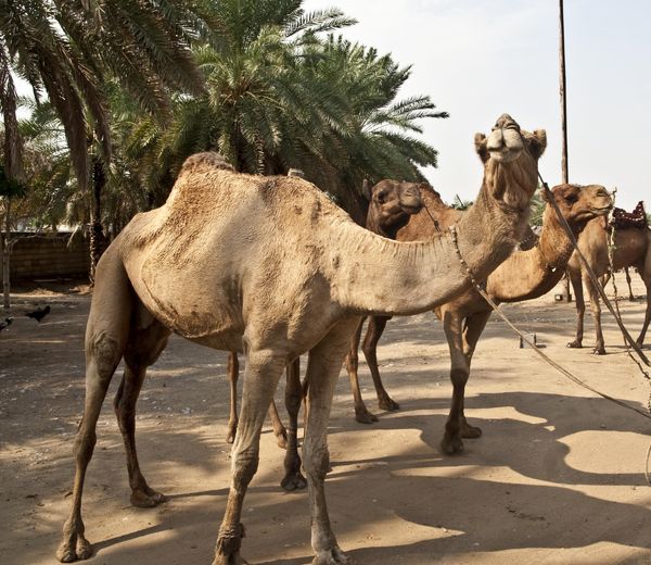 هویت گذاری دام های استان هرمزگان با اولویت شتر