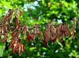 مشاهده بیماری آتشک در باغ‌های خراسان شمالی