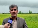 آغاز برداشت مکانیزه برنج در گیلان