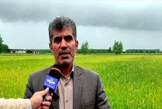 آغاز برداشت مکانیزه برنج در گیلان