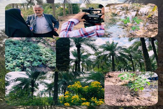 کشت نهال گل محمدی برای اولین بار در آبادان