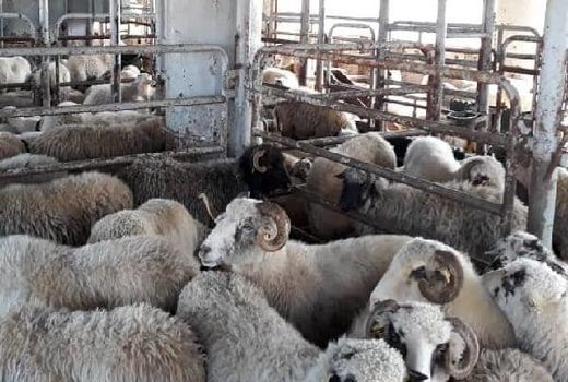 ممنوعیت عرضه دام زنده از آذربایجان‌غربی تصویب شد