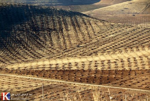 بهره مندی یک هزار و ۱۴۰ خانوار از پروژه باغات پایاب سد آزاد 