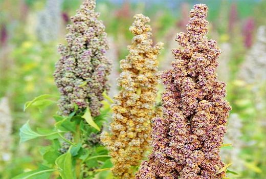 کاشت گیاه کینوا برای اولین بار در شهرستان نی ریز