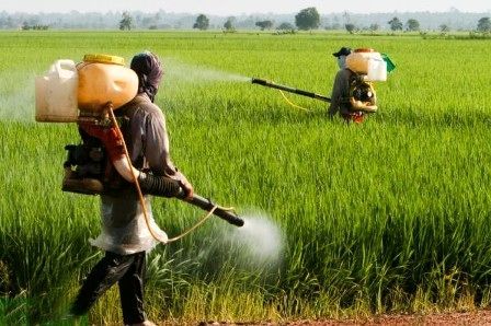 سمپاشی مزارع علیه پوره سن ضروریست