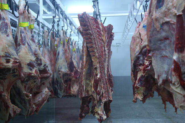 تور رسانه ای به مناسبت هفته دامپزشکی 