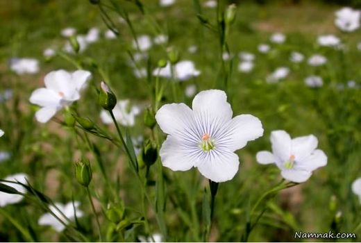 16000 متر مربع کتان در بابلسر کشت شد + خواص کتان