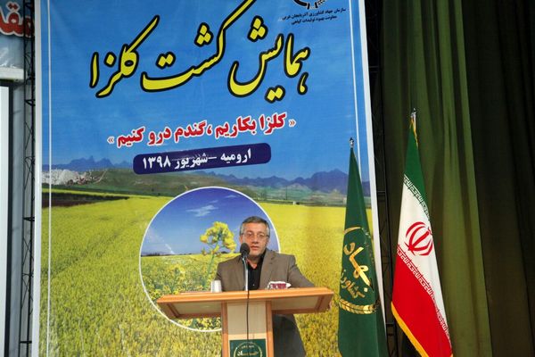 افزایش 27 درصدی سطح زیر کشت کلزا در آذربایجان غربی در سال زراعی 97-98