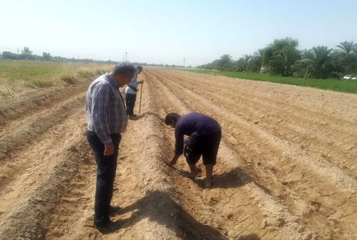 کشت چای ترش برای نخستین بار در هندیجان